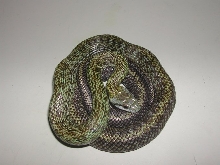 juvenile Japanese Rat