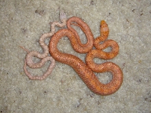 color change in hypo Everglades