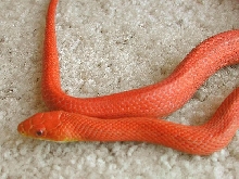 male Hypo Everglades