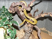 AZ Green Rat