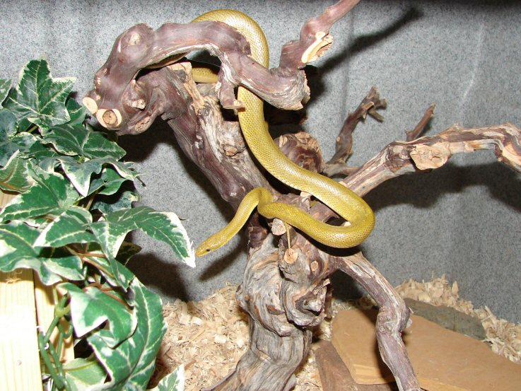 AZ Green Rat