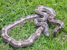AL Gray Rat