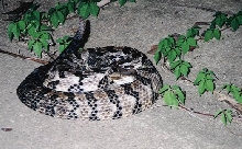 Canebrake Rattlesnake