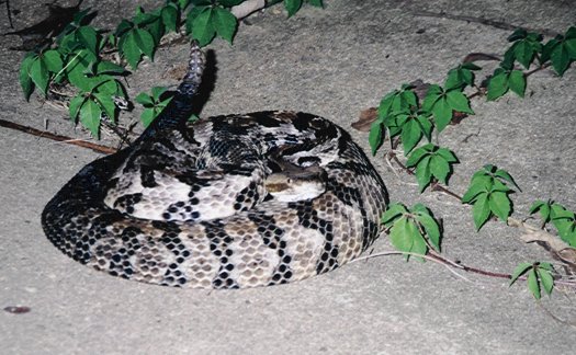 Canebrake Rattlesnake
