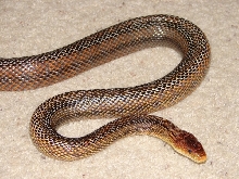 new adult male Bairds