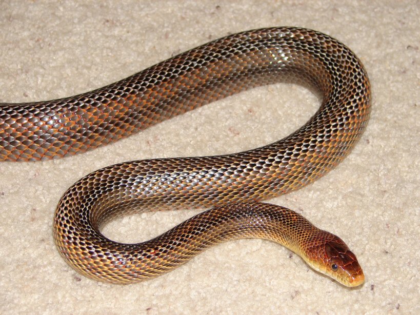 new adult male Bairds