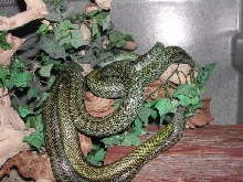 pair of Elaphe Climacophora