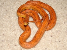04 Hypo Everglades