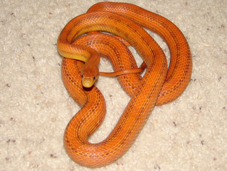 04 Hypo Everglades