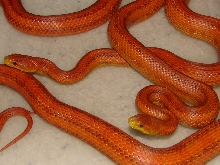 Hypo Glades pair