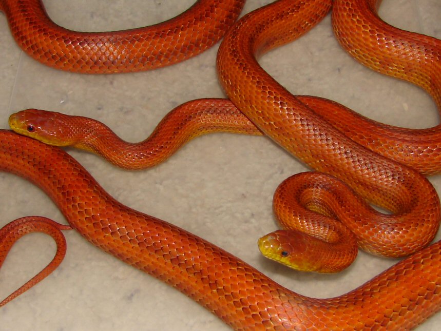 Hypo Glades pair