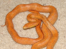 Everglades Losing Pigment