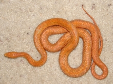 female hypo Everglades