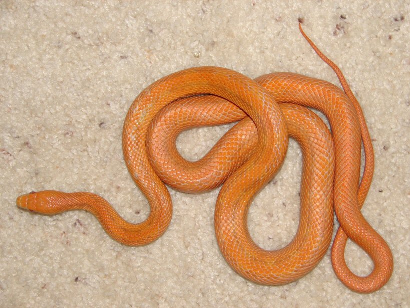 female hypo Everglades