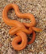 amelanistic Everglades