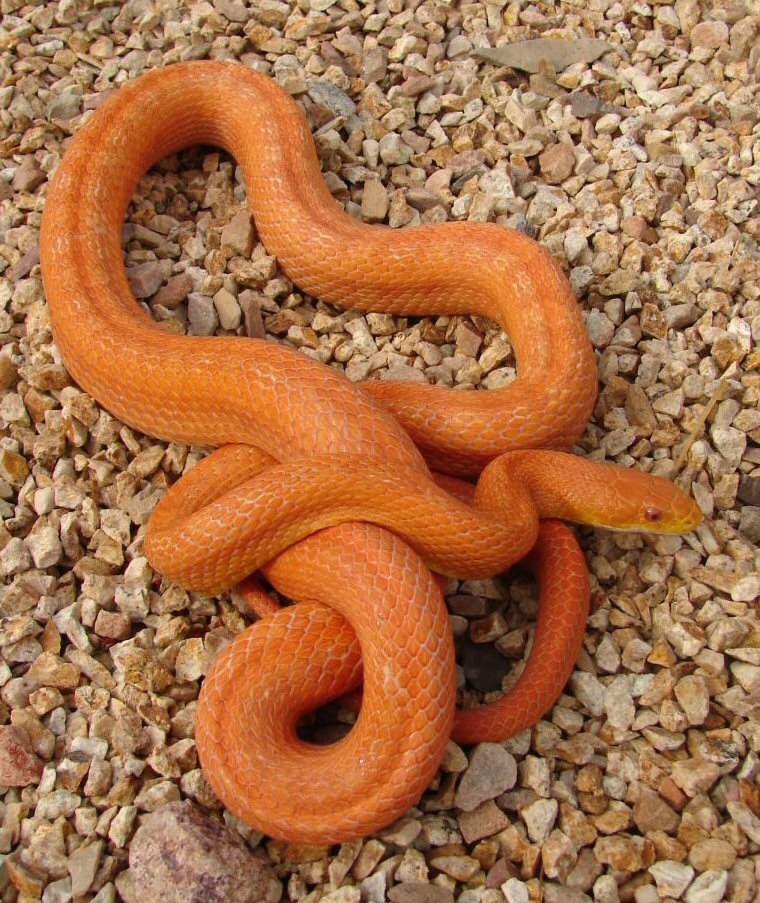 amelanistic Everglades