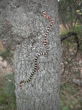 Tree Pyro