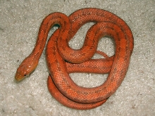 yearling Hypo Everglades