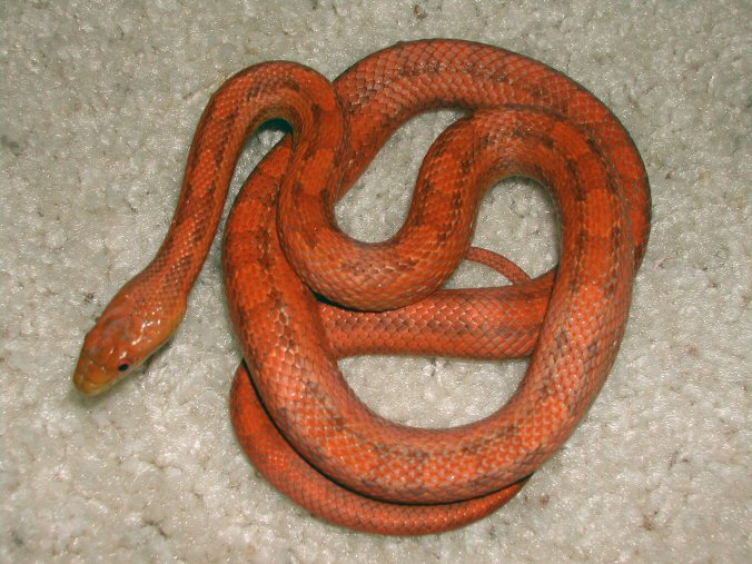 yearling Hypo Everglades