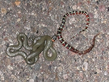 Ringneck with regurg Pyro