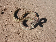 Sonoran Gopher