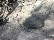 Desert Tortoise