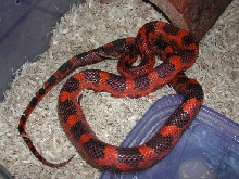 Orange Phase Texas Rat