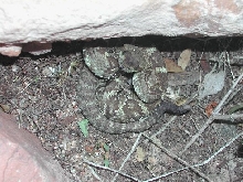 baby Blacktailed Rattler