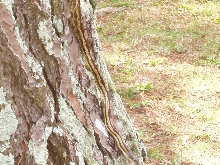 Montgomery AL area Black Rat