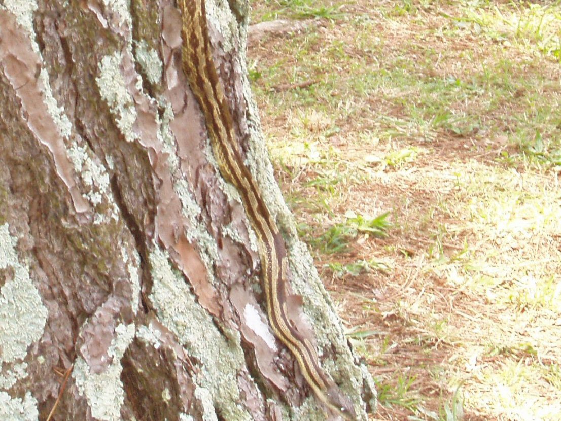 Montgomery AL area Black Rat