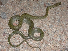 Santa Ritas Green Rat