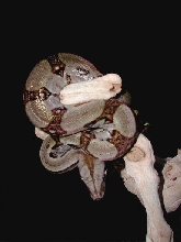 Costa Rican BCI