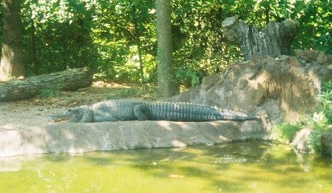Sun Bathing