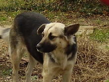 Black and white dog (yes thats her name:P)