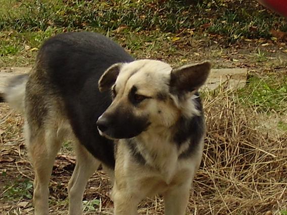 Black and white dog (yes thats her name:P)