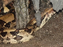 Boa