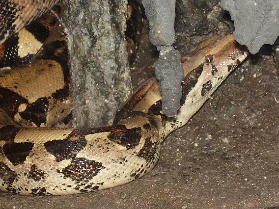 Boa