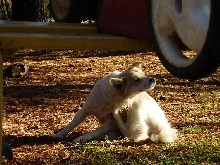 Brown and white dog