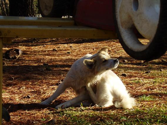 Brown and white dog