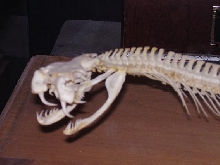 Bushmaster skeleton