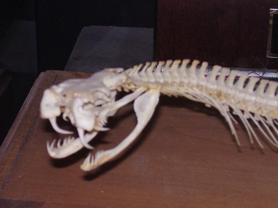 Bushmaster skeleton