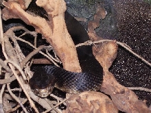 Cottonmouth