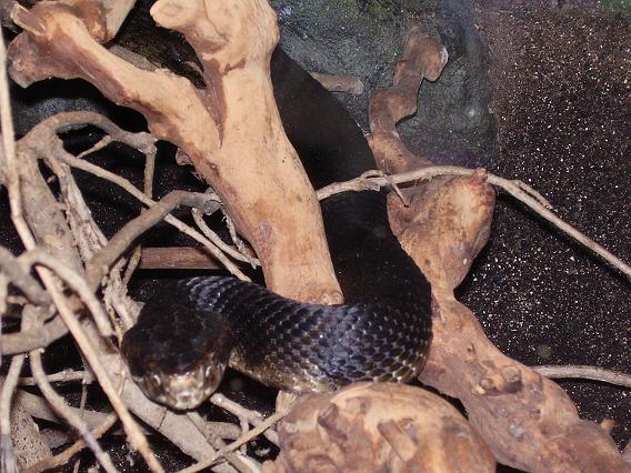 Cottonmouth