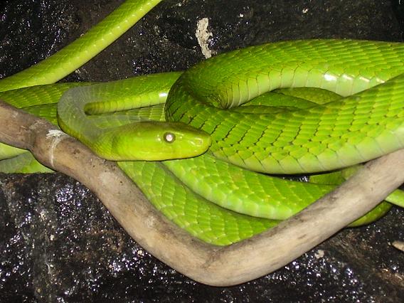 East african Green mamba