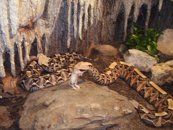 Gaboon Viper Eating
