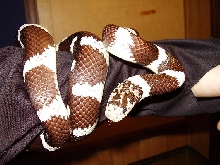 California Kingsnake banded
