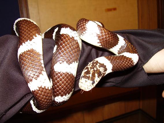 California Kingsnake banded