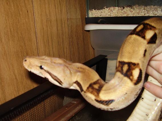 Boa Constrictor Columbian