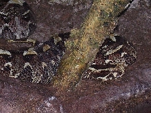 Rhino Viper