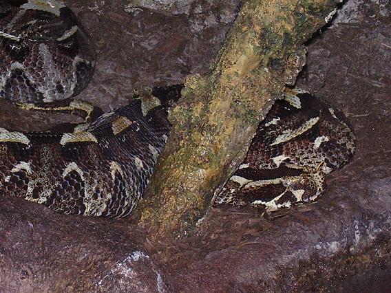Rhino Viper